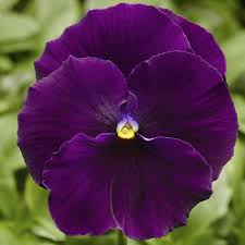 Pin On Flowers