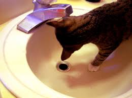 6 triumph pet foods cat food for kidney disease. Preventing Deadly Feline Kidney And Urinary Disease With A Simple Cat Food Choice Natural Cat Care Blog