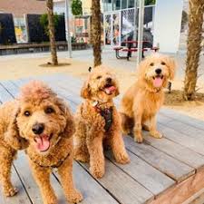 Get matched with the perfect provider for your family! Best Puppy Daycare Near Me January 2021 Find Nearby Puppy Daycare Reviews Yelp