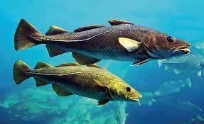 Sustantivo de género exclusivamente masculino el especial del día es bacalao frito con alubias verdes. Dorsch Kabeljau Sylt Aquarium