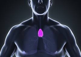 Image result for Thymus