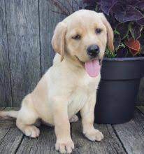 Saskatoon Labrador Retriever Dogs Puppies For Sale Classifieds At Eclassifieds 4u