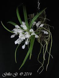 Image result for Podangis dactyloceras