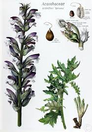 Image result for Acanthopale confertiflora