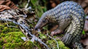Creator of laser show designer quickshow & beyond, fb3, and fb4. Welt Schuppentier Tag 2021 Pangolin Das Am Haufigsten Illegal Gehandelte Saugetier Der Welt Ifaw