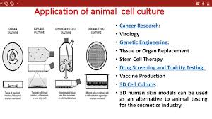 Depending on their origin, animal cells grow either as an adherent monolayer or in suspension. Application Of Animal Cell Culture On The Basis Of Gene Expression And Organ Culture Youtube
