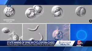 Image result for Cyclospora
