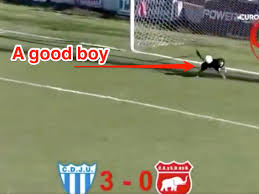 We did not find results for: Watch A Dog Interrupt A Soccer Match And Save A Goal Like A Good Boy