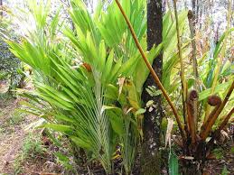 Image result for Dracaena aubryana