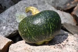 Image result for Cucurbita maxima