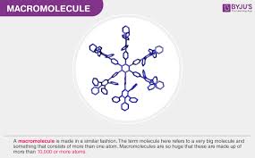 Macromolecules Types And Examples Of Macromolecules