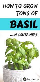 How To Grow Basil Lobotany An Urban Gardening Guide Growing Basil Growing Vegetables Organic Vegetable Garden