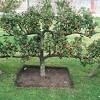 Planting peach trees should be planted in full sun. Https Encrypted Tbn0 Gstatic Com Images Q Tbn And9gcrs8yrqex H Vgory6uhflsdkud S 3eqzzi9oygzg Usqp Cau