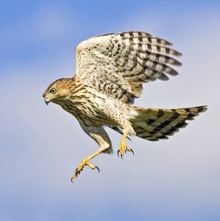 The Cooper's Hawk | NYC Bird Alliance