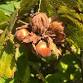 Introduction to Growing Hazelnuts