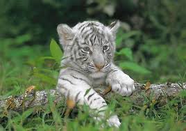 About three and a half months after mating with a male tiger, the female tiger gives birth to her litter of cubs. White Siberian Tiger Cubs Aibob White Tiger The Big White Meow Cute Tiger Cubs Pet Tiger White Tiger Cubs