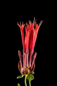 Image result for Marsdenia macrantha