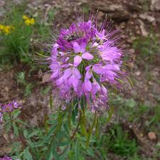Image result for Cleome maculata