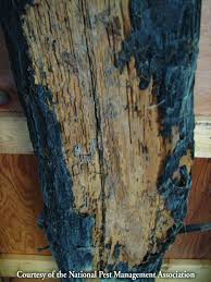 Difference Between Ants And Termites In Indiana Termite Damage Termites Wood Termites