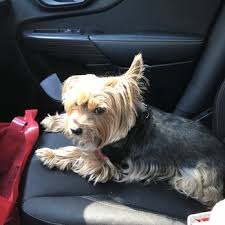 May 28 at 9:20 am ·. Highlands Animal Hospital 13 Photos 25 Reviews Veterinarians 433 Sebastian Blvd Sebastian Fl Phone Number
