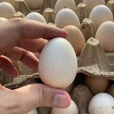 We did not find results for: Telur Ayam Kampung Organik Isi 10 Pack Premium Egg Bestseller Jamin Asli Lazada Indonesia