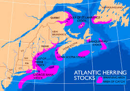 Lobstermen Fear 2019 Bait Crisis Due To Herring Quota Cuts