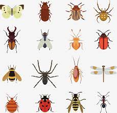 It may even be more, depending on the situation you face, and they may need to make several visits. Do It Yourself Pest Control Vero Beach Diy Products