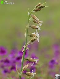 Image result for Dipcadi platyphyllum