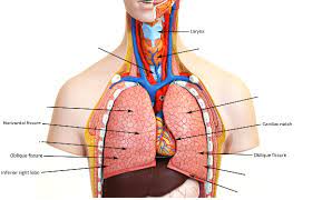 Labeled human torso model diagram. Print Activity 5 Examining The Human Torso Model Flashcards Easy Notecards