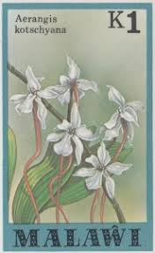 Image result for Polystachya dendrobiiflora