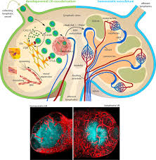 Add a bio, trivia, and more. Frontiers Angiogenesis In Lymph Nodes Is A Critical Regulator Of Immune Response And Lymphoma Growth Immunology