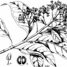 Image result for Nuxia congesta