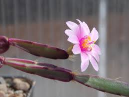 Image result for Rhaptopetalum roseum