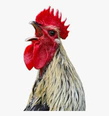 Chicken Head Transparent Background Hd Png Download Transparent Png Image Pngitem Chicken silhouette isolated on white background. chicken head transparent background hd