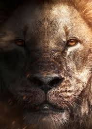 Check spelling or type a new query. Half Lion Half Tiger Art Poster By Mk Studio Displate