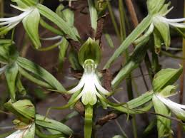 Image result for Habenaria lithophila