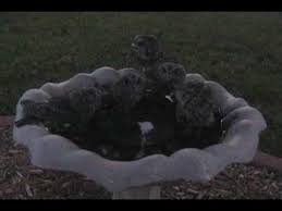 Bird In Bird Bath Video Video A Family Of Owls Visit A Bird Bath So Cute Bird Bath Birds Bird Houses
