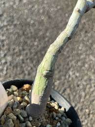 Image result for Adenia karibaensis