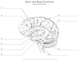Brain Ventricles Unlabeled Example Smartdraw Human Brain Diagram Brain Diagram Human Brain