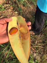 Image result for Isoberlinia doka