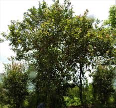 Image result for Flacourtia indica