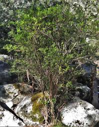 Image result for Monimiaceae