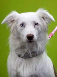 Data from hundreds of animal shelters in the us and canada. 440 Fur Babies Ideas Fur Babies Animals Fur