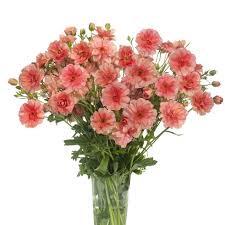 Image result for Ranunculus raeae
