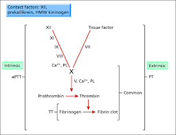 Simplified Coagulation Cascade Indicating The Intrinsic