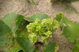 Image result for Hydrocotyle bonariensis