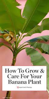 How To Grow And Care For A Banana Plant Banana Plants Banana Plant Care Banana Plant Indoor