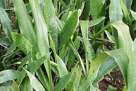 Image result for Sansevieria hyacinthoides