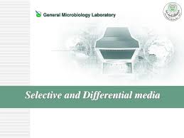 Ppt Selective And Differential Media Powerpoint