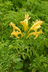 Image result for Tecoma capensis